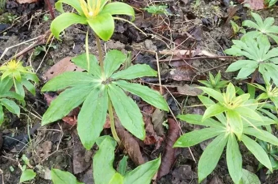 2025年七叶一枝花别名　七叶一枝花 别名